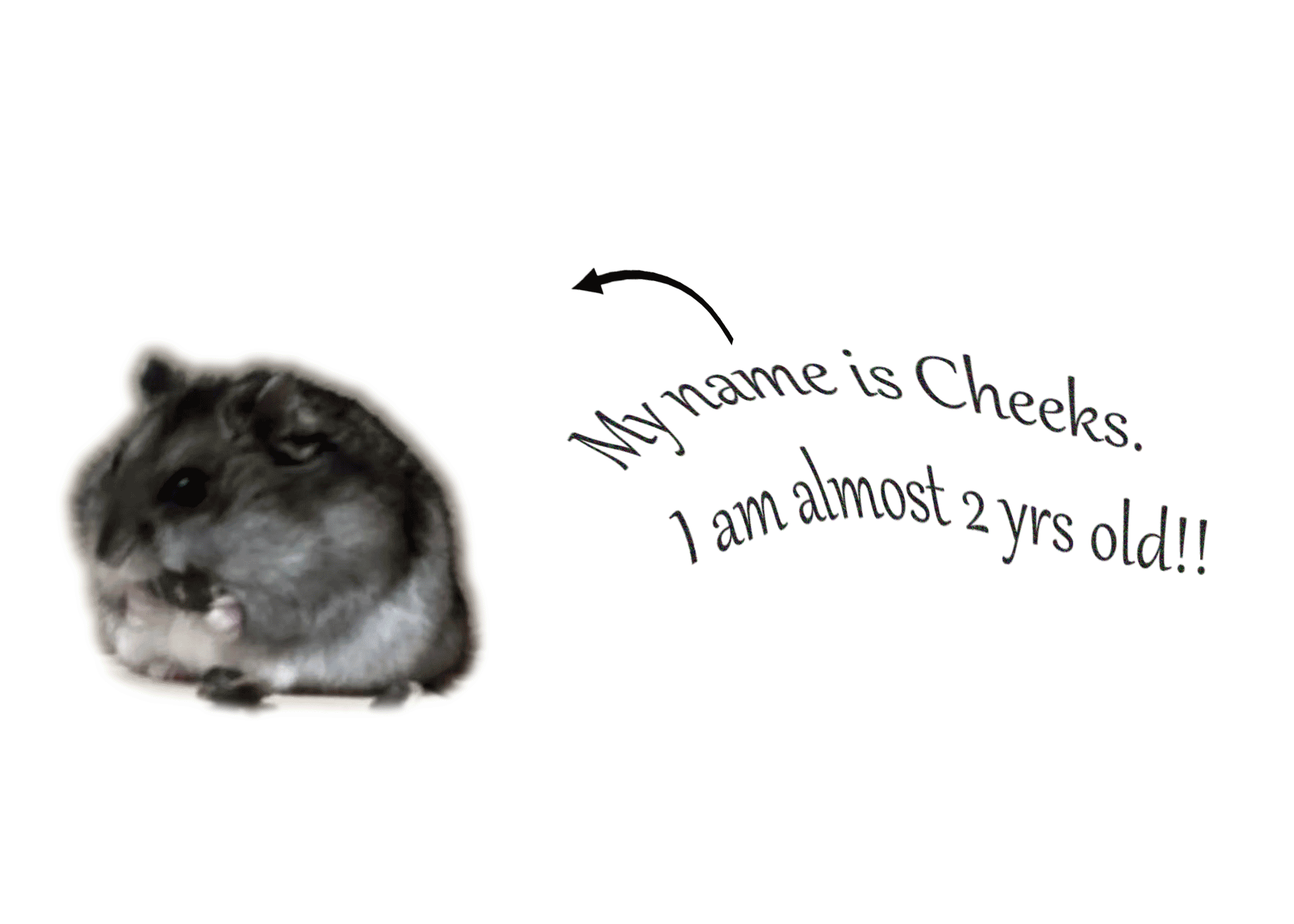 Image of my hamster Cheeks eating sunflower seed.
